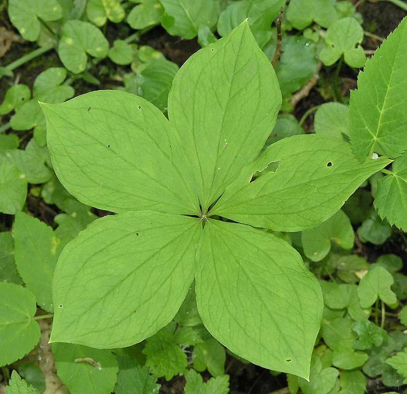 Melanthiaceae Paris quadrifolia