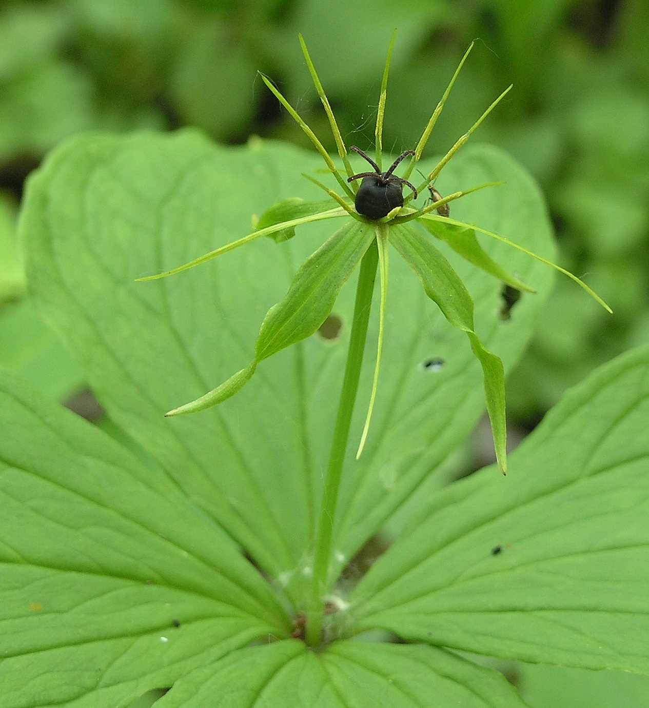 Melanthiaceae Paris quadrifolia