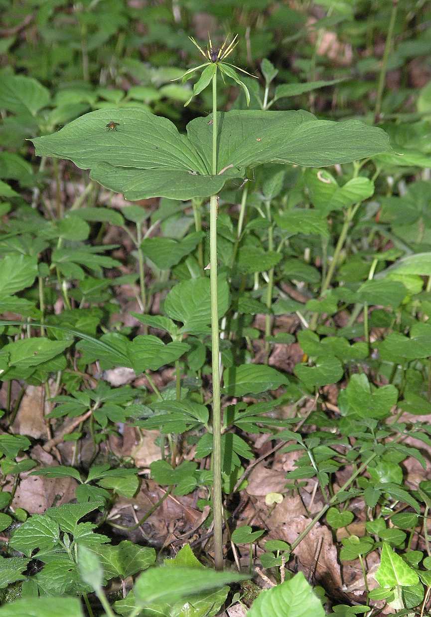 Melanthiaceae Paris quadrifolia