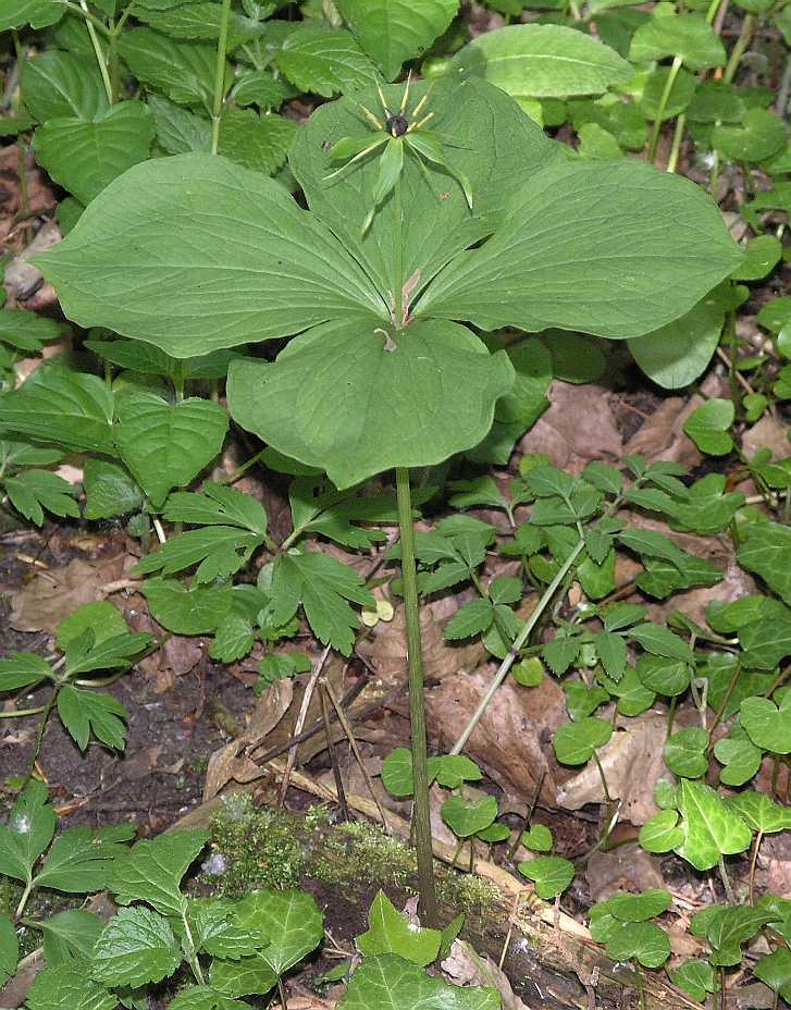 Melanthiaceae Paris quadrifolia