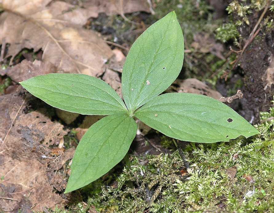 Melanthiaceae Paris quadrifolia
