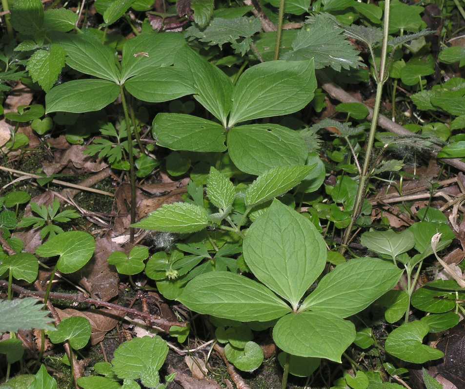 Melanthiaceae Paris quadrifolia