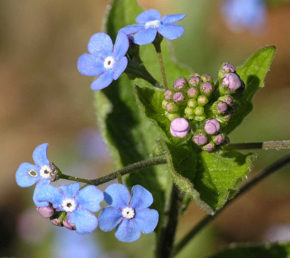 Boraginaceae Brunnera macrophylla