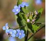 image of Brunnera macrophylla