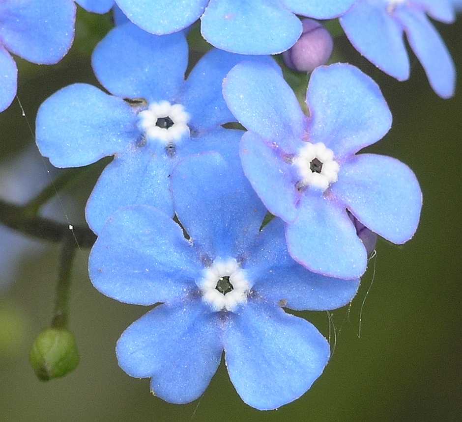 Boraginaceae Brunnera macrophylla