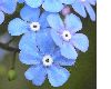 image of Brunnera macrophylla