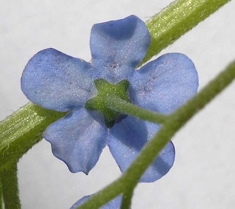 Boraginaceae Brunnera macrophylla