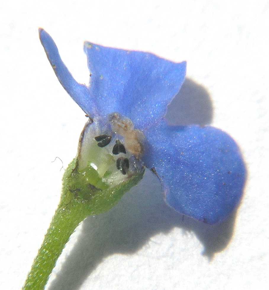Boraginaceae Brunnera macrophylla