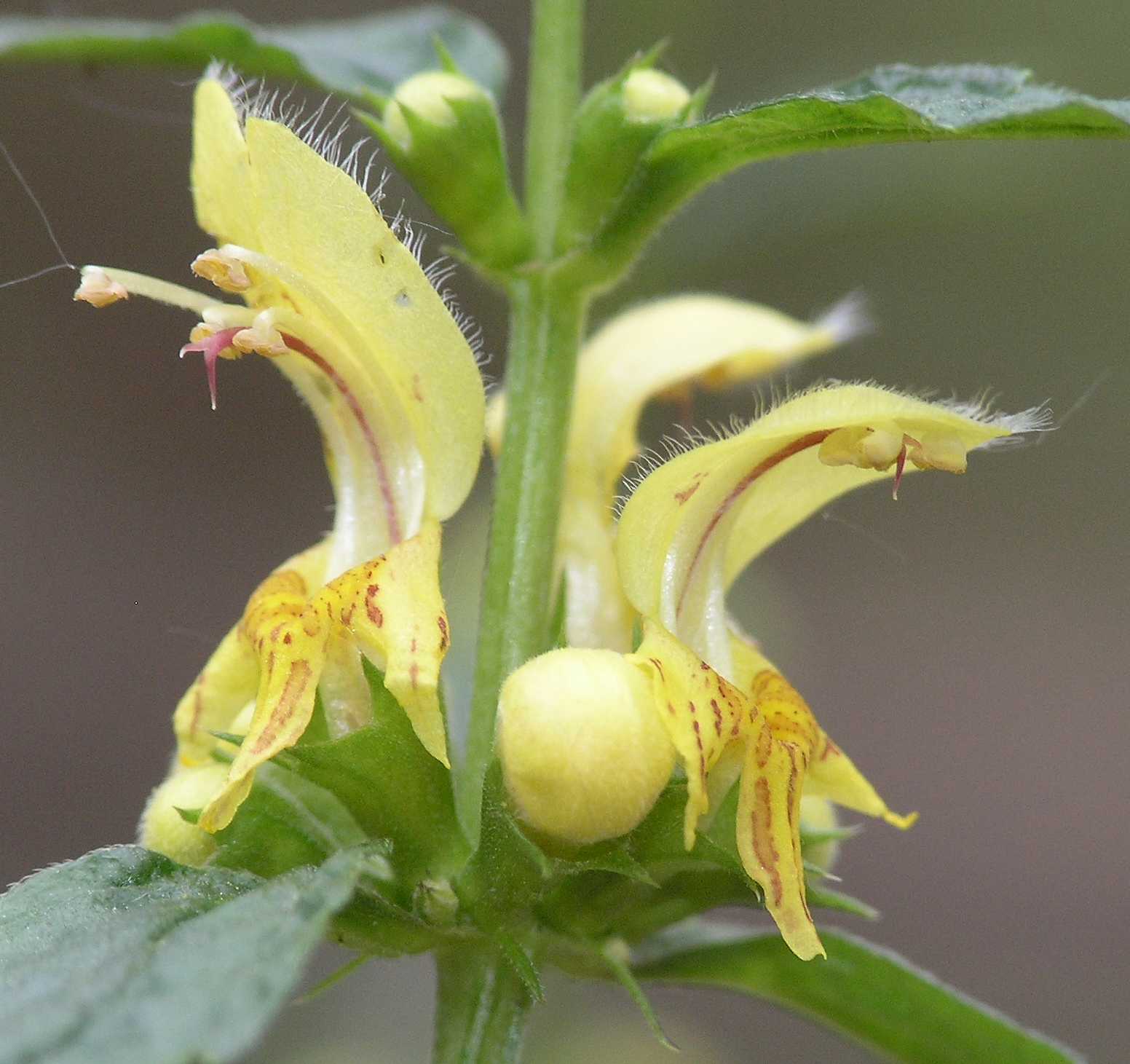 Lamiaceae Lamium galeobdolon