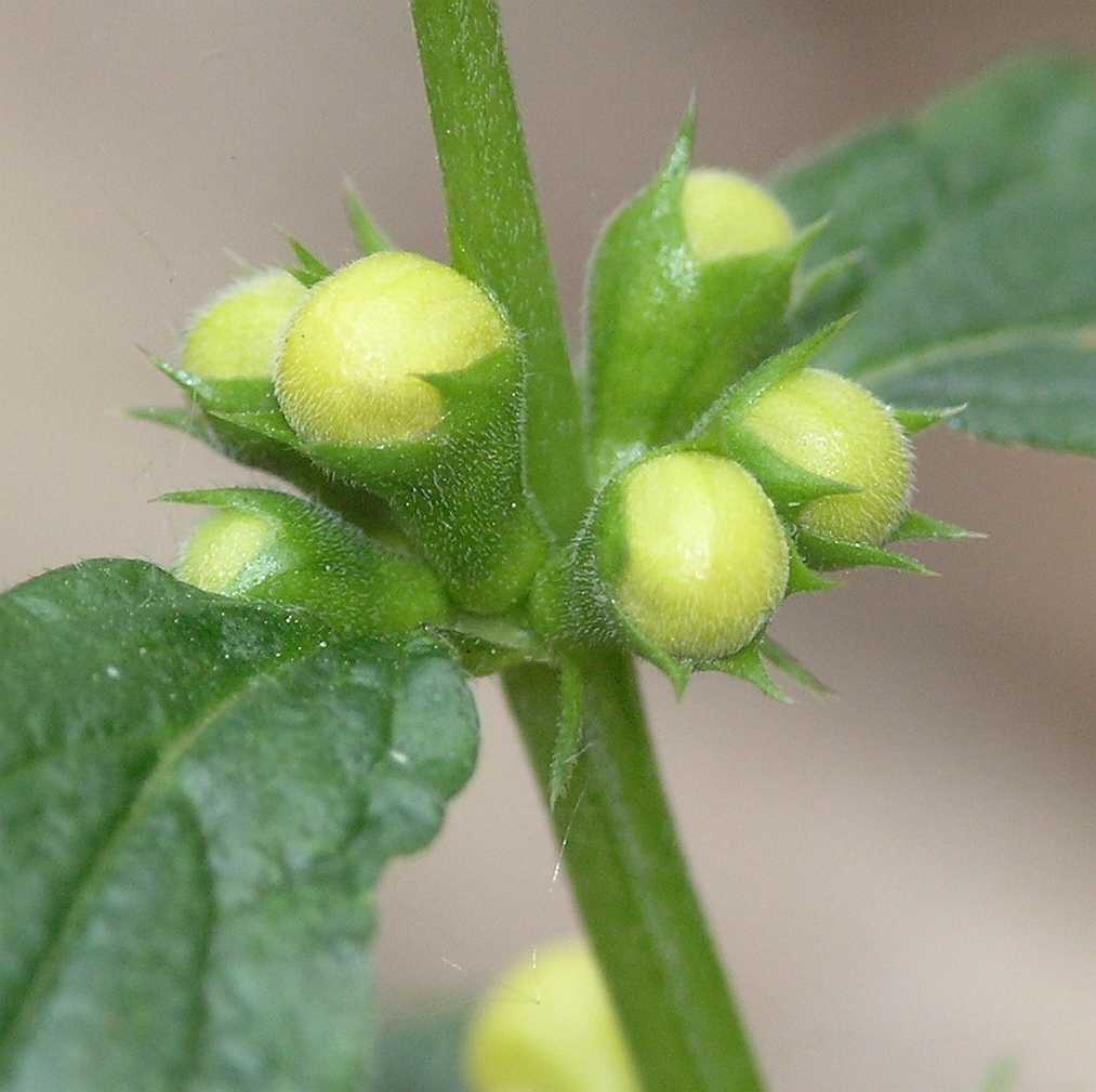Lamiaceae Lamium galeobdolon