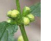 image of Lamium galeobdolon