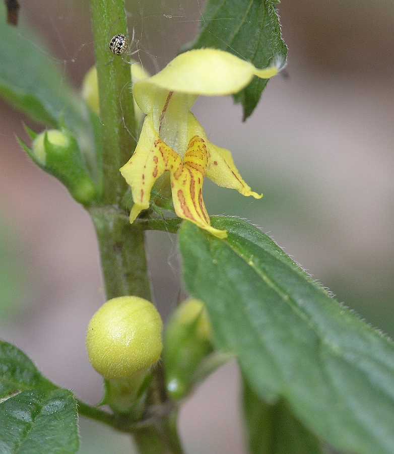 Lamiaceae Lamium galeobdolon