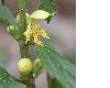 image of Lamium galeobdolon
