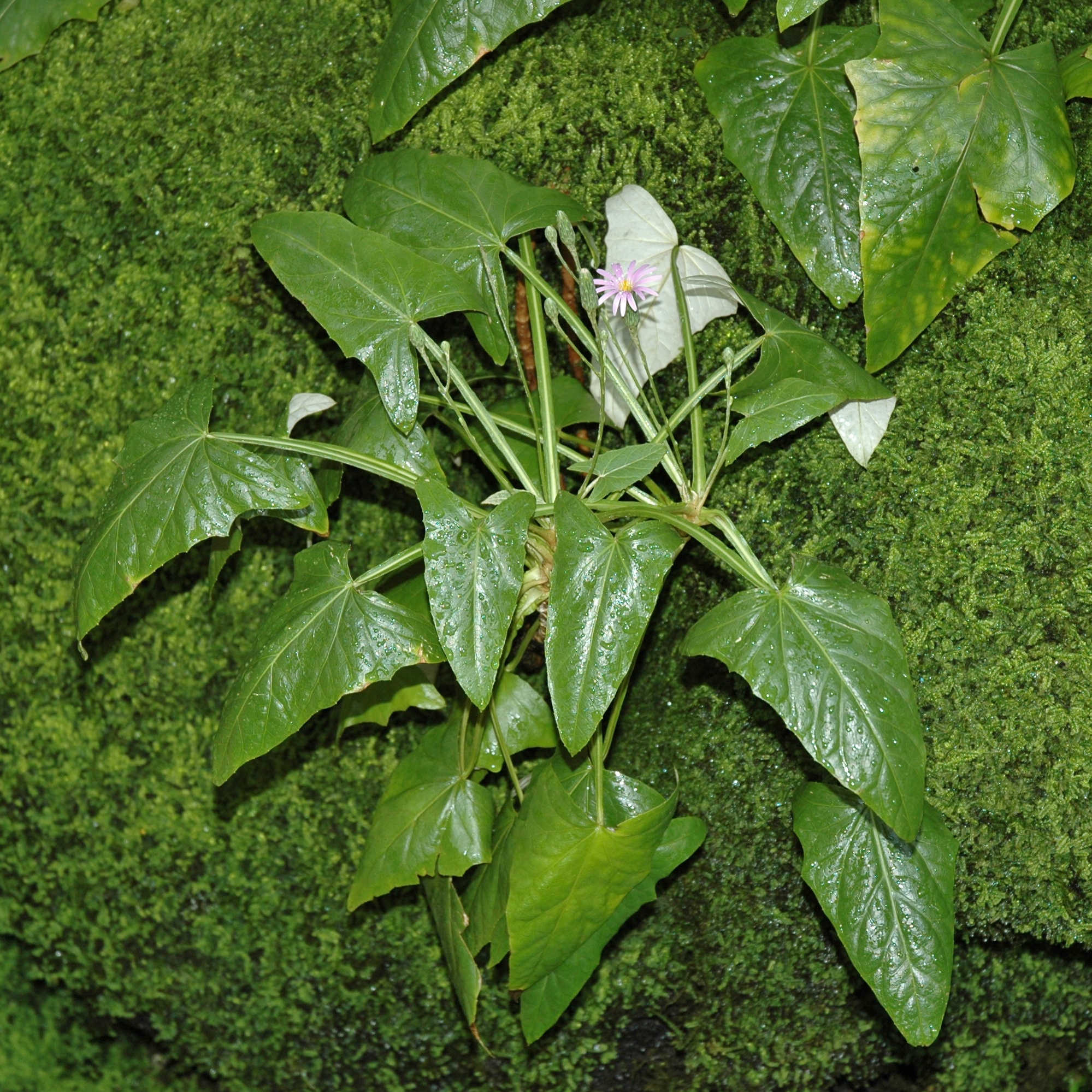 Asteraceae Onoseris weberbaueri