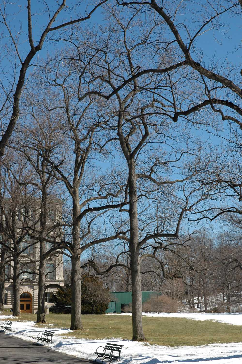 Magnoliaceae Liriodendron tulipifera