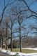 image of Liriodendron tulipifera