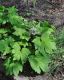 image of Aceriphyllum rossii
