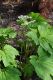 image of Aceriphyllum rossii