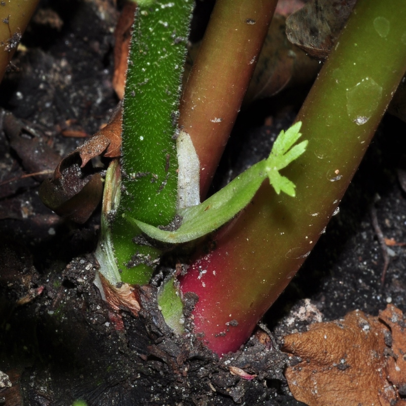 Saxifragaceae Aceriphyllum rossii