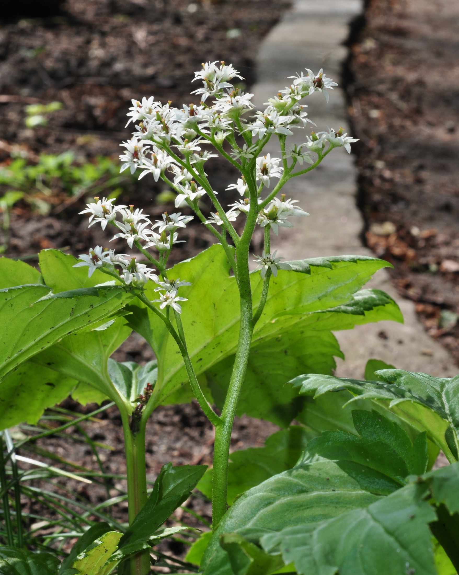 Saxifragaceae Aceriphyllum rossii