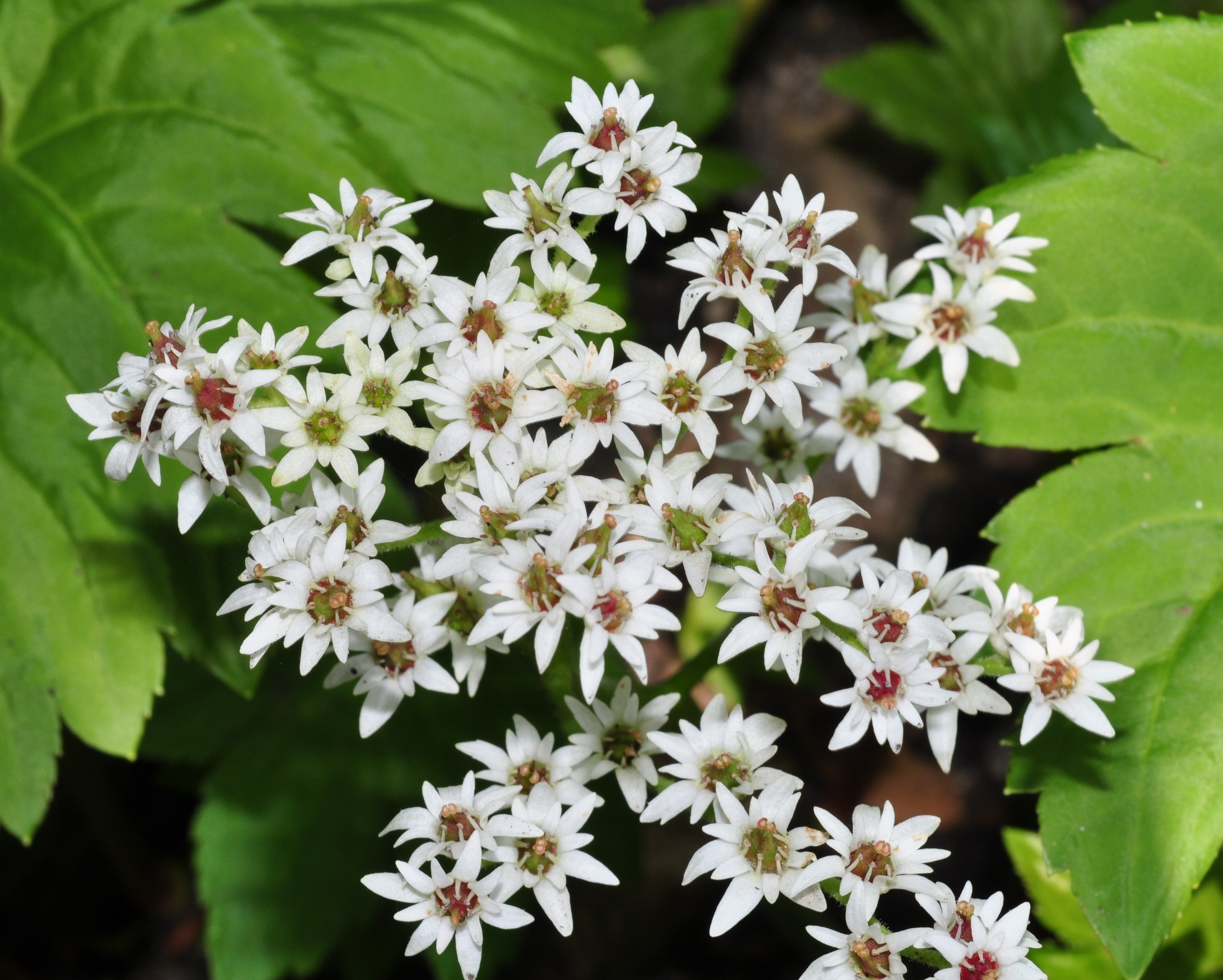 Saxifragaceae Aceriphyllum rossii