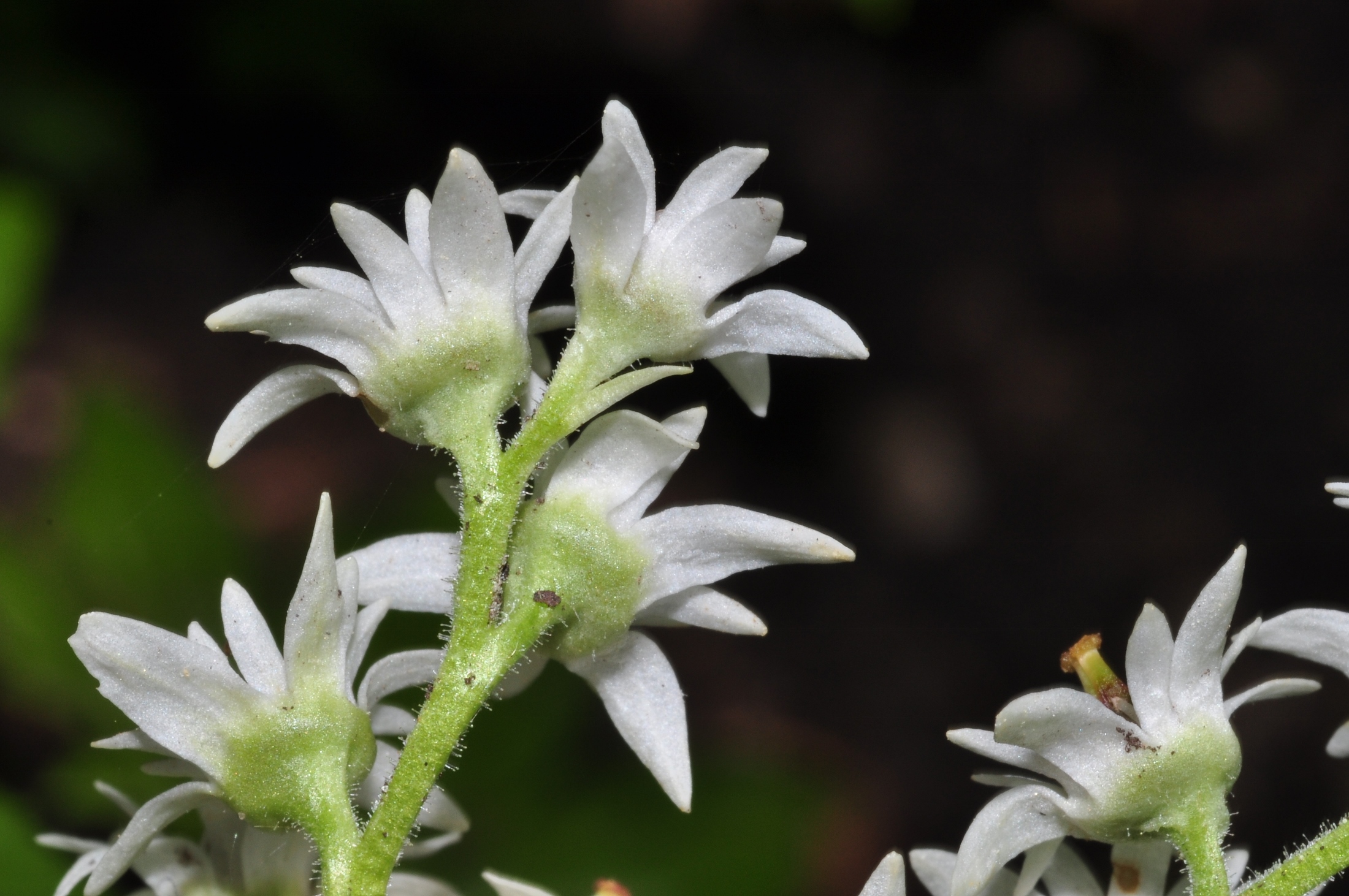 Saxifragaceae Aceriphyllum rossii