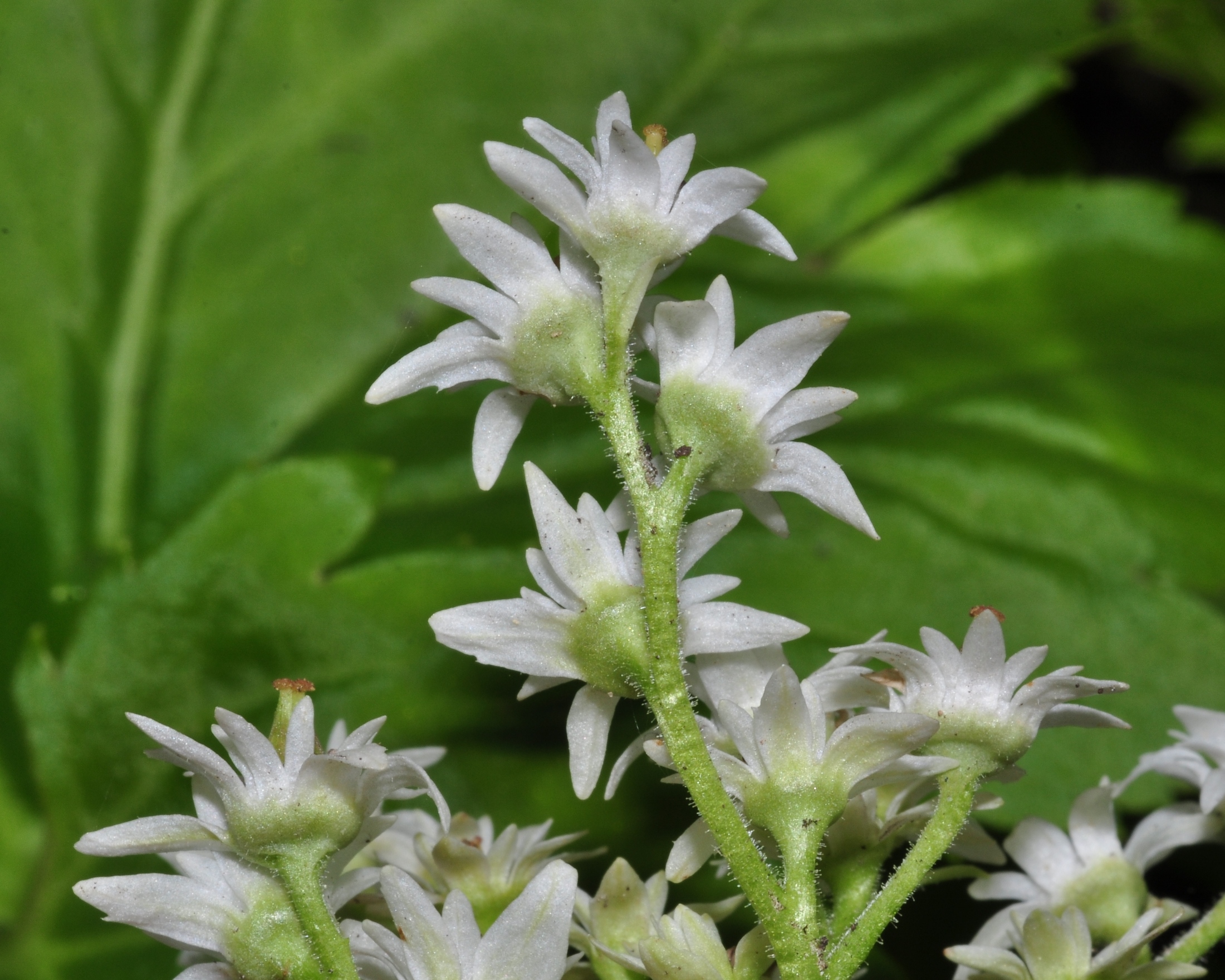 Saxifragaceae Aceriphyllum rossii