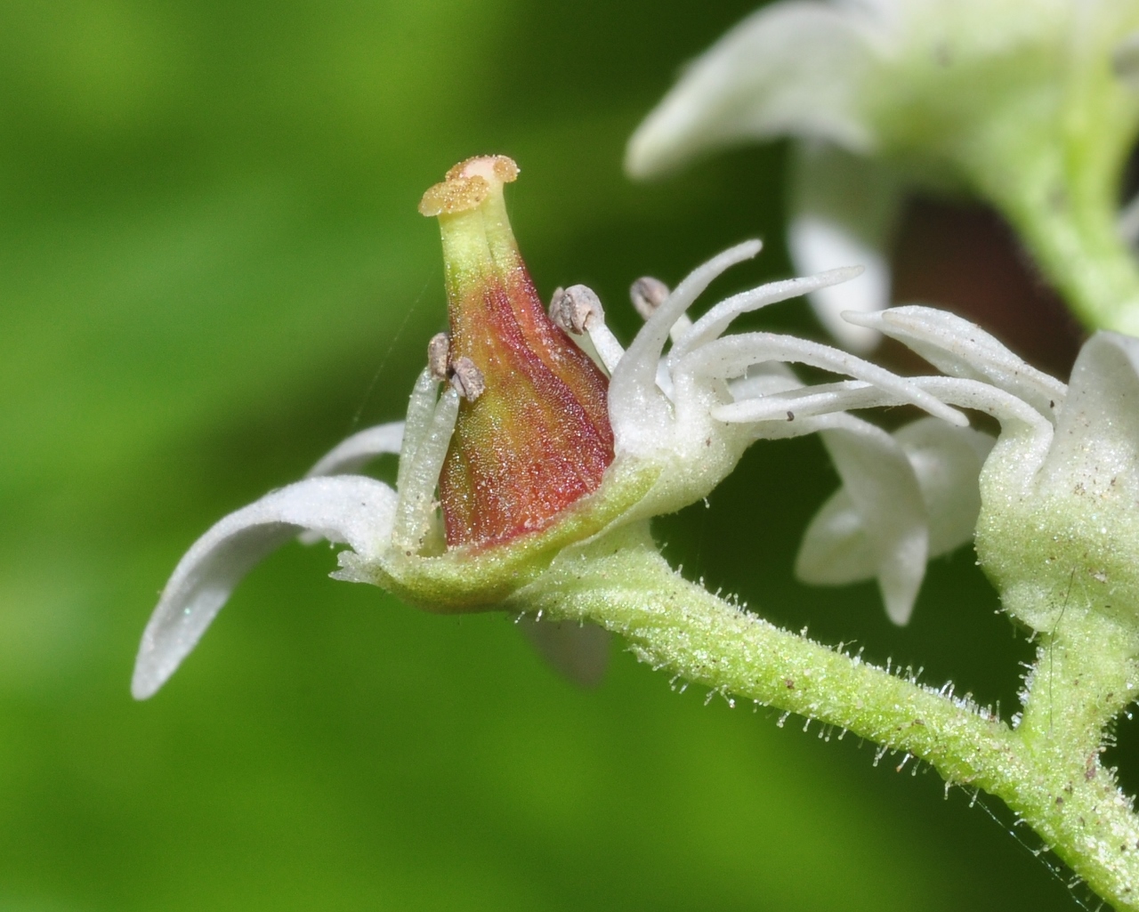 Saxifragaceae Aceriphyllum rossii