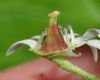 image of Aceriphyllum rossii