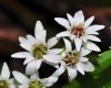 image of Aceriphyllum rossii