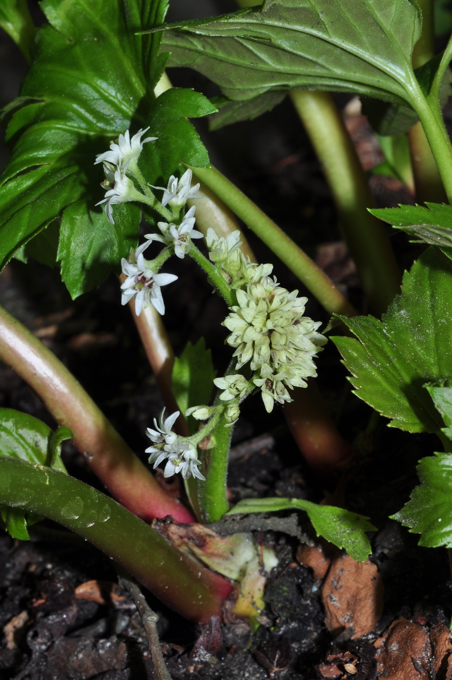 Saxifragaceae Aceriphyllum rossii