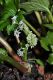 image of Aceriphyllum rossii