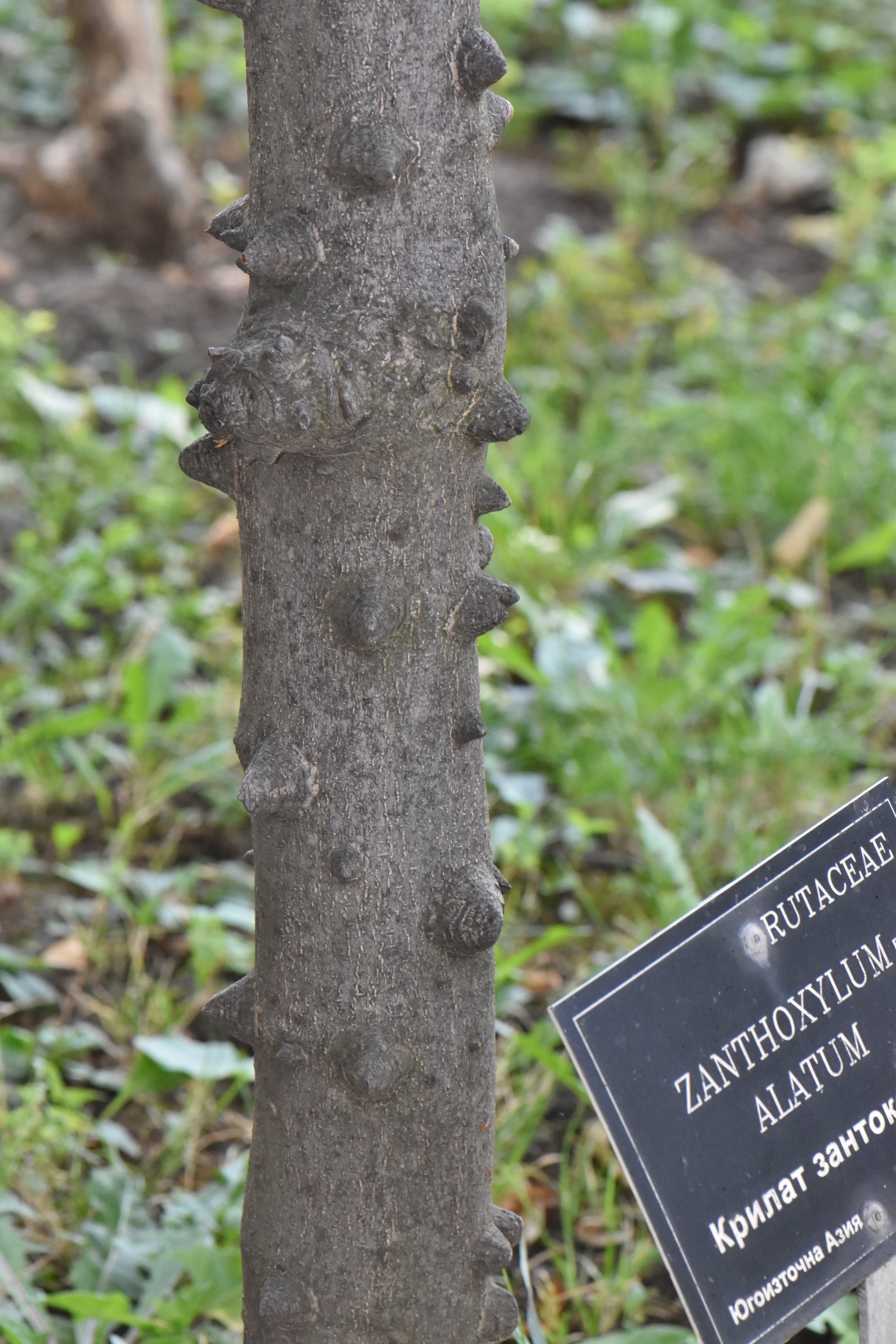 Rutaceae Zanthoxylum alatum