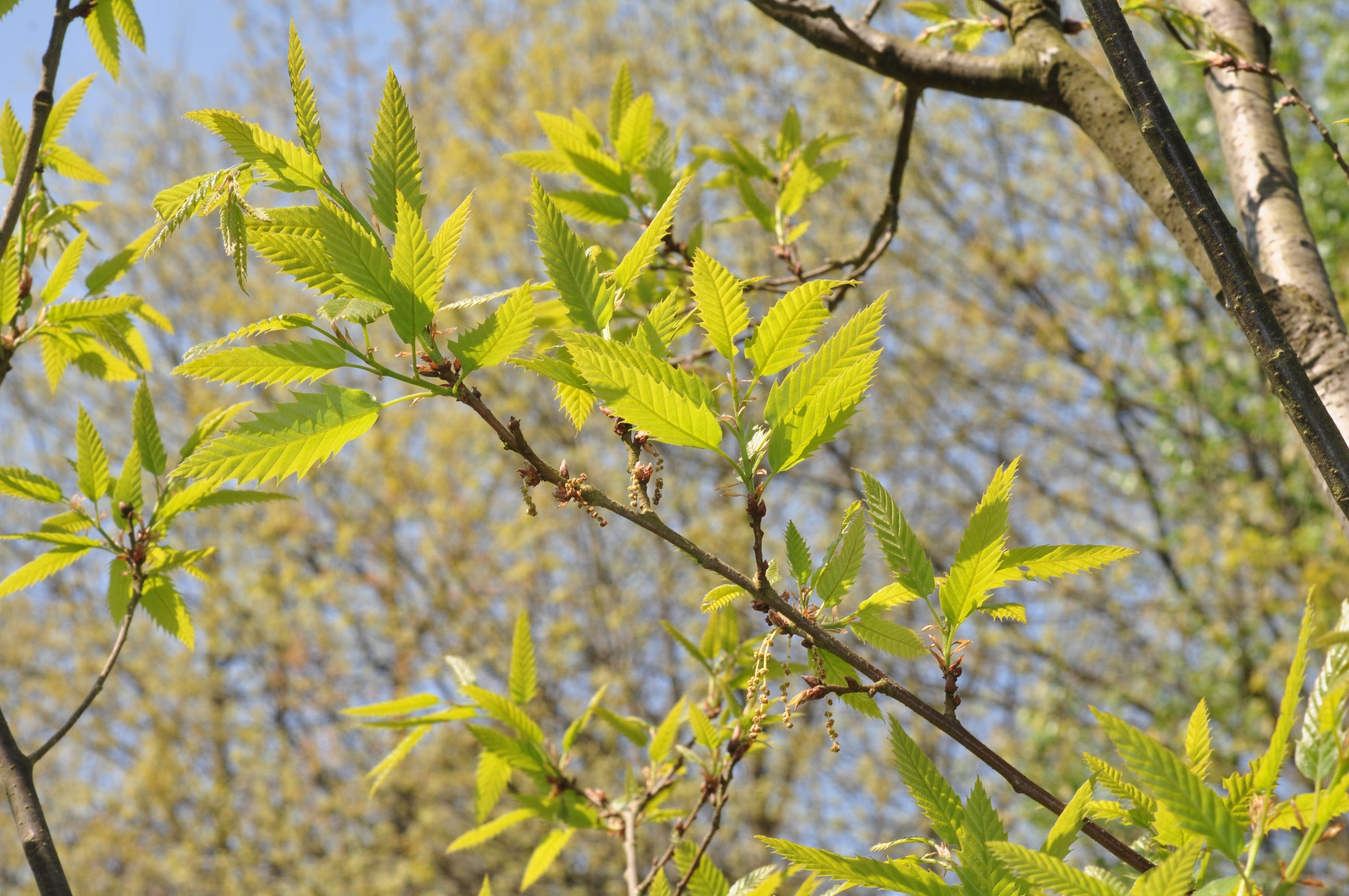 Fagaceae Quercus libani