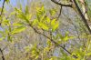 image of Quercus libani