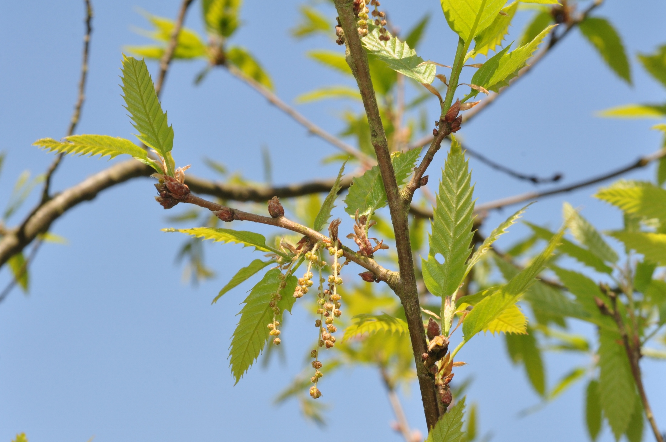 Fagaceae Quercus libani