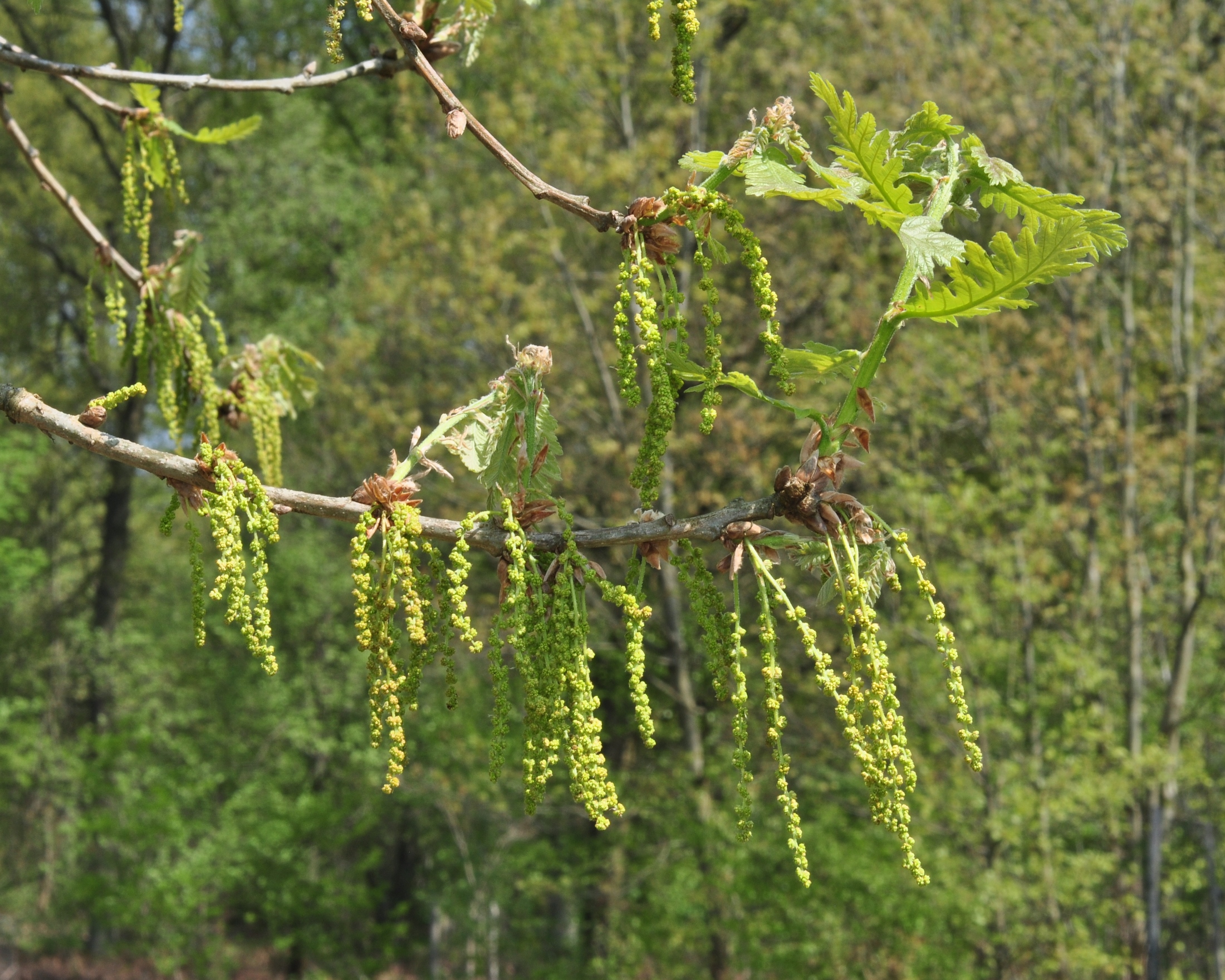 Fagaceae Quercus libani