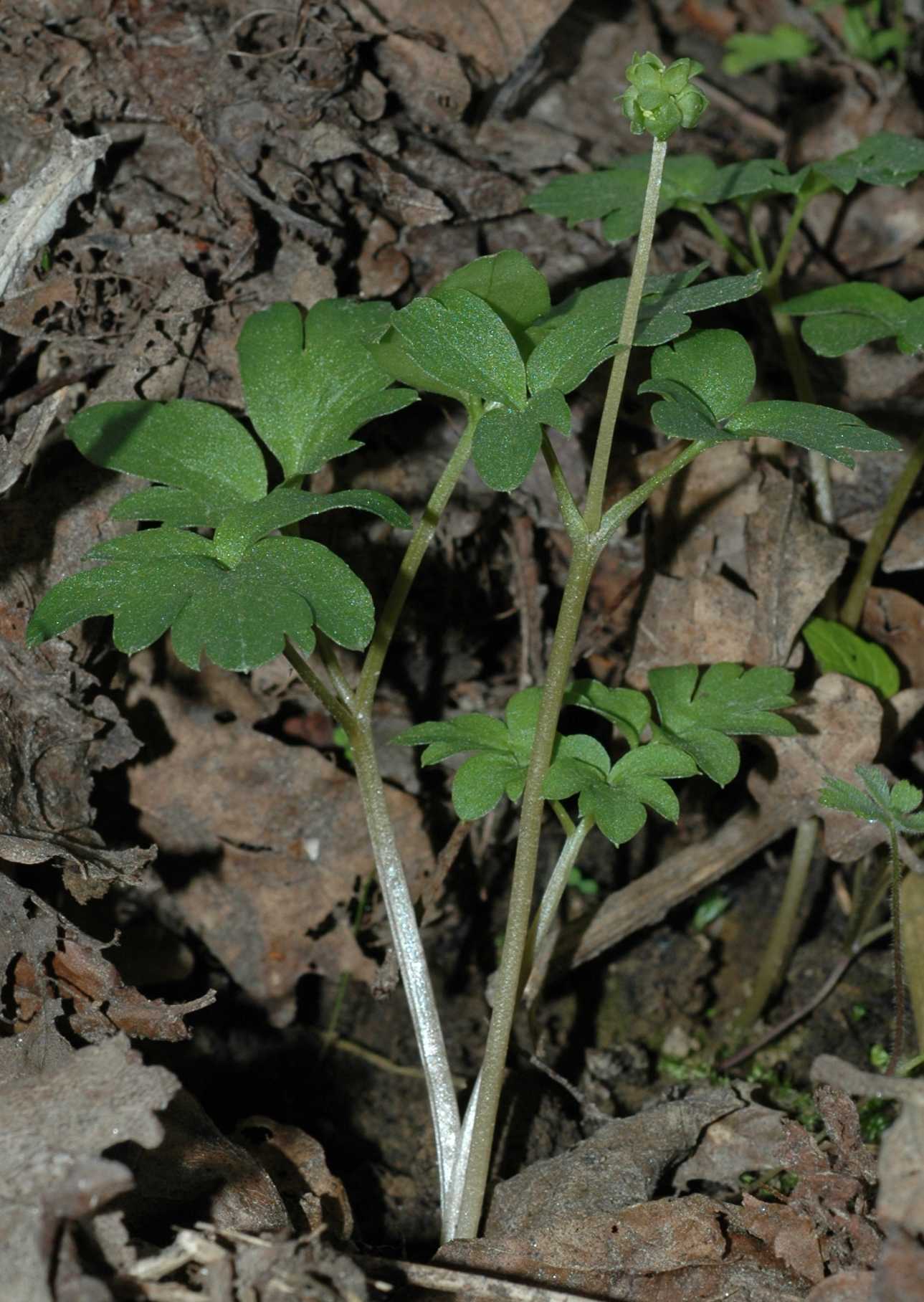 Adoxaceae Adoxa moschatellina
