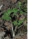 image of Adoxa moschatellina