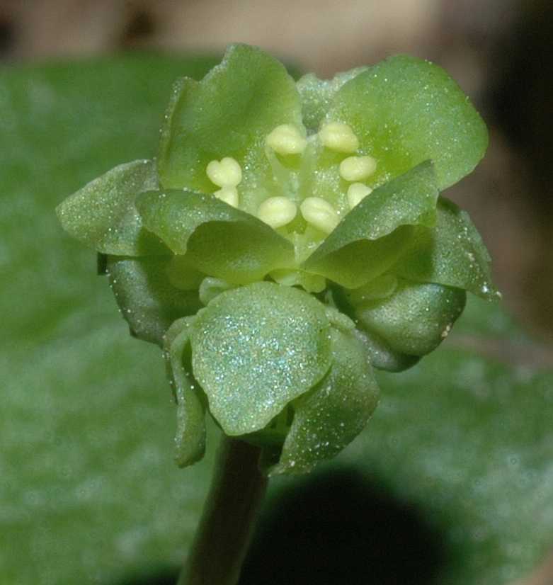 Adoxaceae Adoxa moschatellina