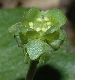 image of Adoxa moschatellina