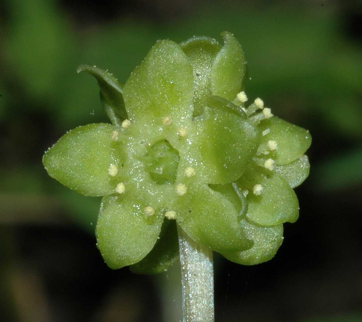 Adoxaceae Adoxa moschatellina