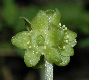 image of Adoxa moschatellina