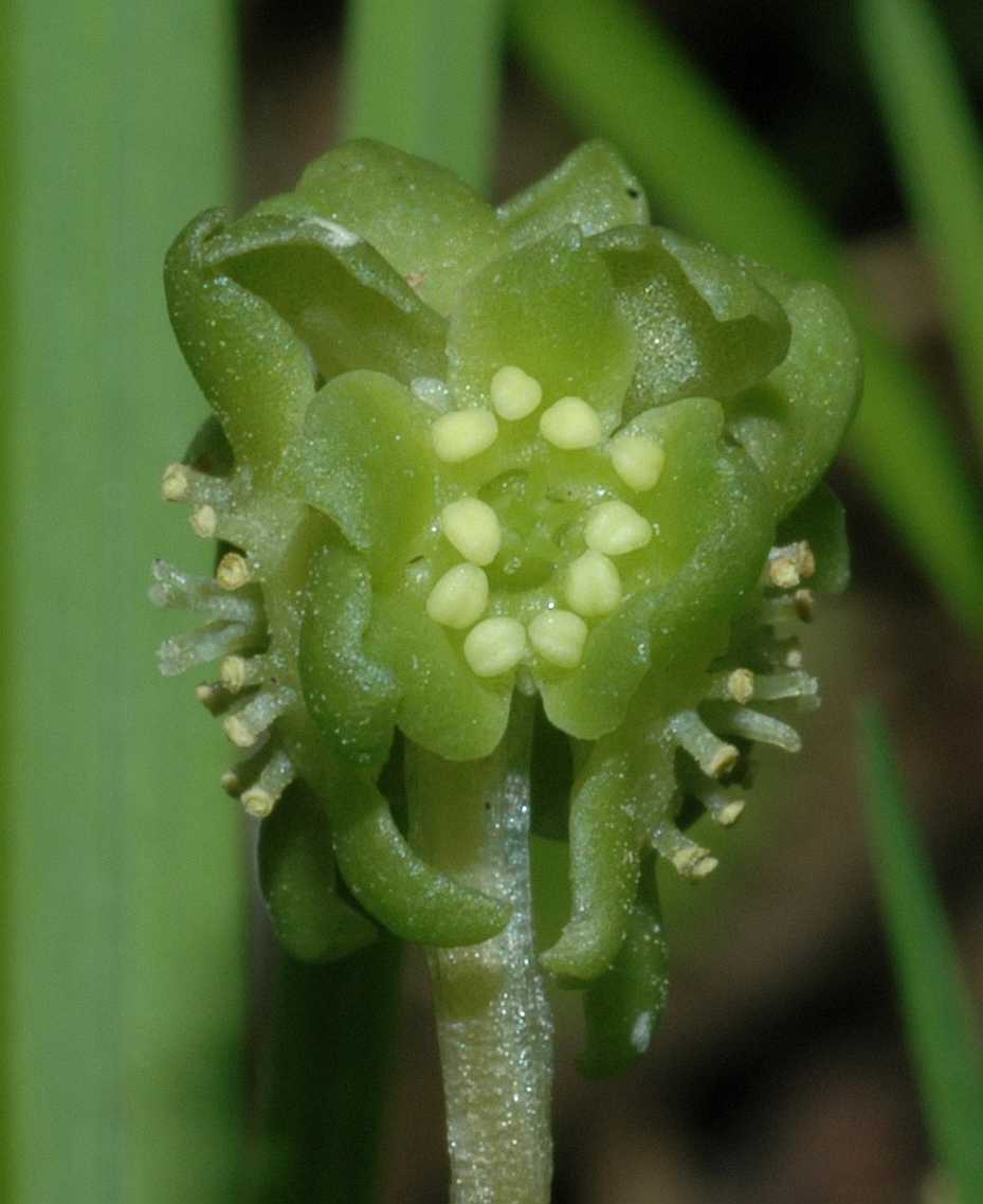Adoxaceae Adoxa moschatellina