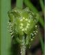 image of Adoxa moschatellina