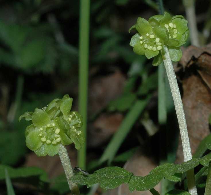 Adoxaceae Adoxa moschatellina