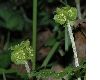 image of Adoxa moschatellina