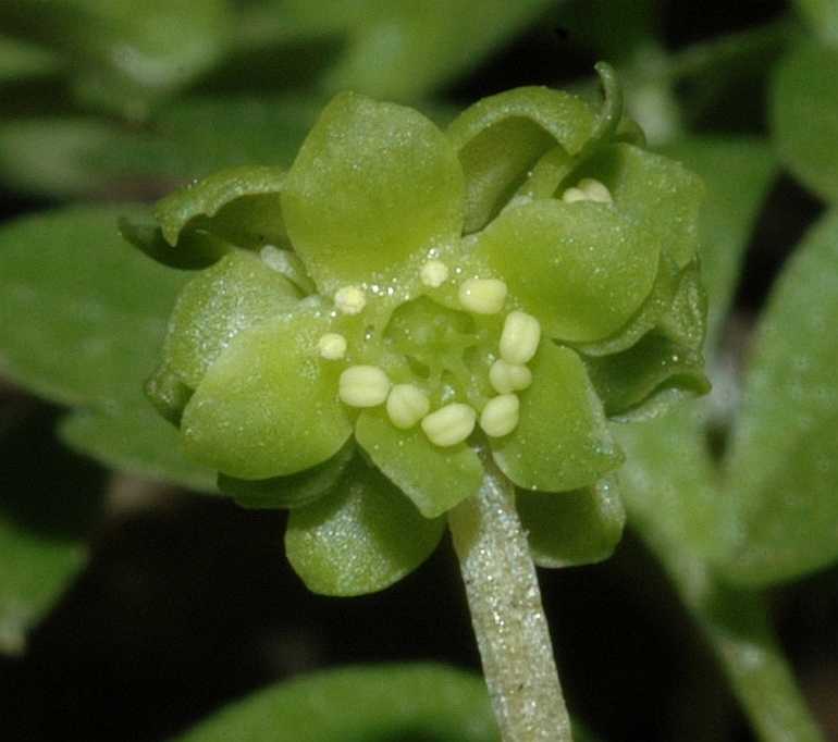 Adoxaceae Adoxa moschatellina
