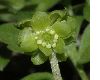 image of Adoxa moschatellina