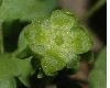 image of Adoxa moschatellina